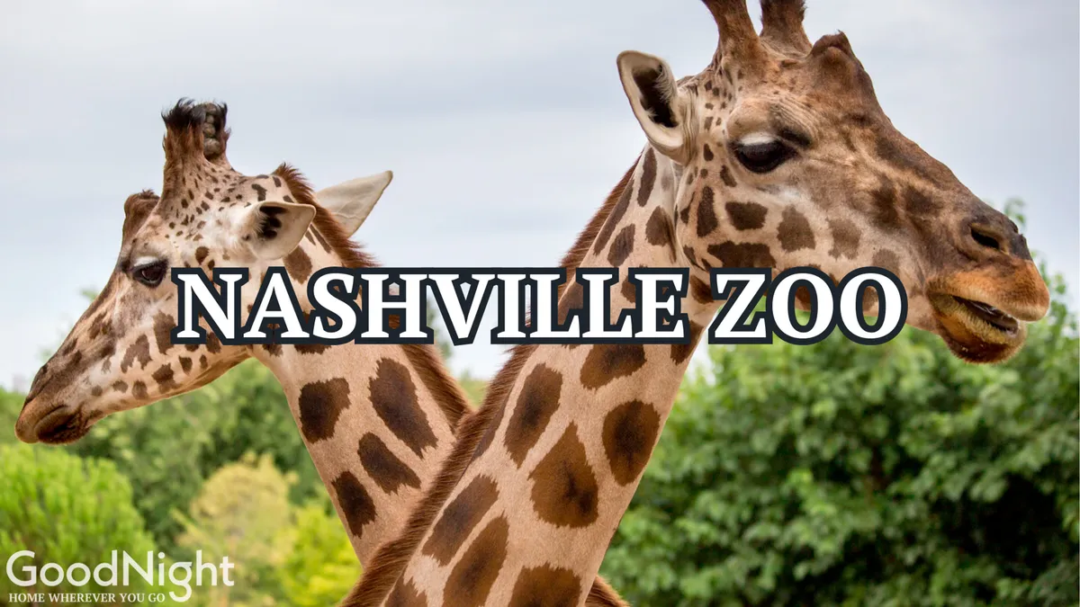 This photo features giraffes set against lush greenery at the Nashville Zoo, capturing a playful and engaging moment ideal for families with children or groups seeking interactive experiences.